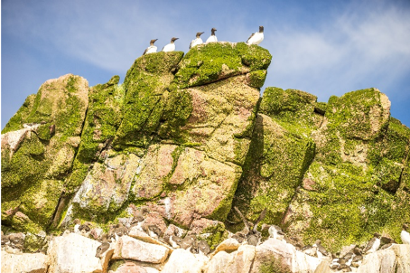 Flock of Common Murres